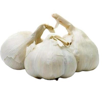 China Bulk Fresh Fresh Natural New Culture Garlic Chinese Garlic 5cm-6.5cm White Garlic for sale