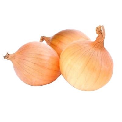 China Fresh yellow onion from farm fresh yellow onion ripe yellow onions for sale