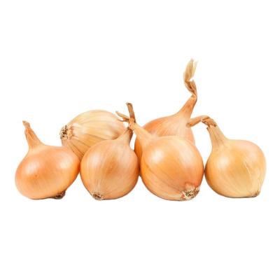 China Fresh Fresh Yellow Onion Price 1kg/Malaysia Onion Exporter for sale