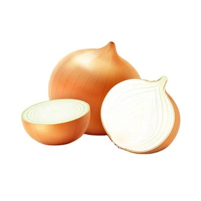 China China Fresh Yellow Onion Exporters With Hybrid Yellow Onion Seeds For Breeding And Big Yellow Onions for sale