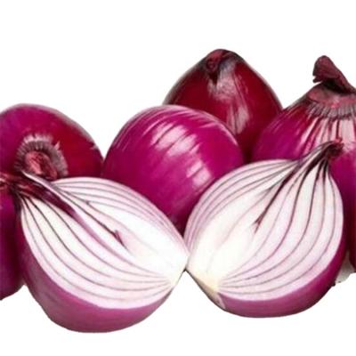 China 2020 Export Fresh Red Onion Top Bulk Buyers Dry Red Onion Sprout Around Liliaceous Vegetabless for sale