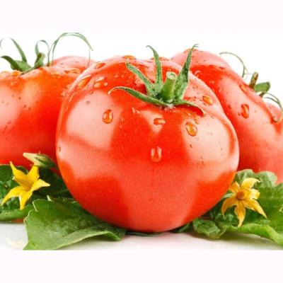 China 2020 Fresh Red New Carton Of Cultivation Around Fresh Cultivation 100% Soil Cultivation Of Sweet Tomato 0.25 Kg With GAP, ISO Certification I Maturity for sale