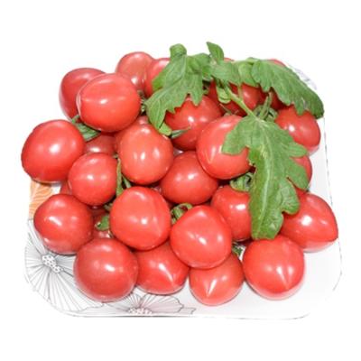 China Fresh own cherry tomatoes artificial red sale plantation delicious cherry tomatoes for sale