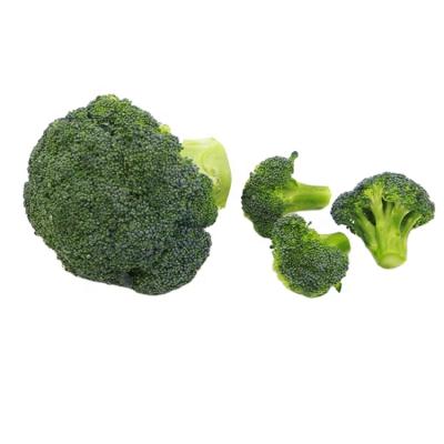 China New crop bulk fresh vegetable grade high quality broccoli for sale