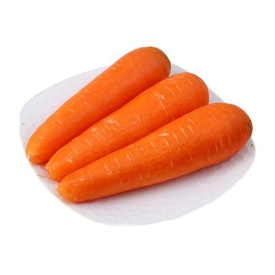 China China Wholesale Price Vitamin Fresh Sweet Carrot Vegetable Fresh Carrot for sale