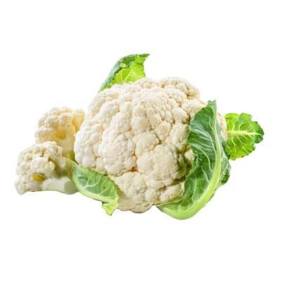 China Fresh new crop chinese cauliflower for sale high quality and low price white cauliflower for sale