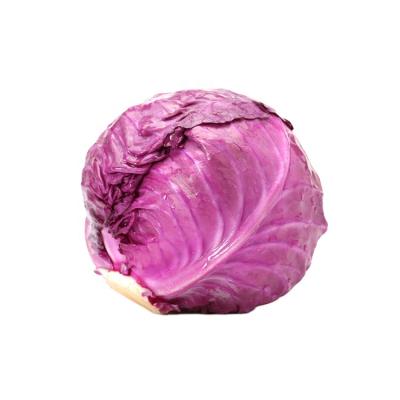 China Fresh red cabbage purple cabbage for tacos, new artificial purple cabbage price for sale