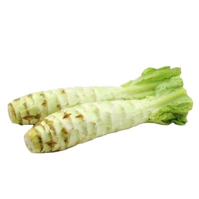 China Fresh fresh lettuce on sale in bulk with best price and quality aparagus lettuce for sale