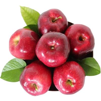 China Apple Huaniu Apple 2020 New Fresh Crispy Chinese Red Pome Fruit Fruit Delicious for sale