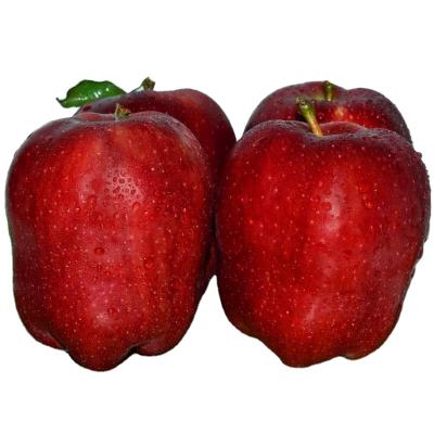 China 2020 New High Quality Fresh Chinese Crispy Apple Huaniu for sale