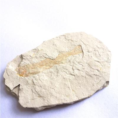 China China High Quality Natural Fossil Stone Gifts Fishbone Fish Fossils For Sale for sale