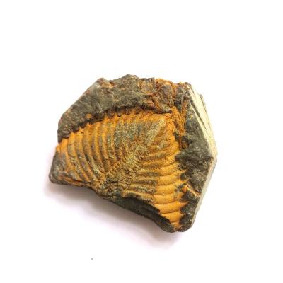 China China Hot Sale Natural Tail Trilobite Brachiopod Fossil Coral Insect Fossil Original Stone For Home Decoration for sale