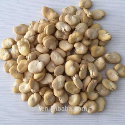 China Dry 2020 Split Broad Beans/Chinese Broad Beans/Shelled Broad Beans No Bugs for sale