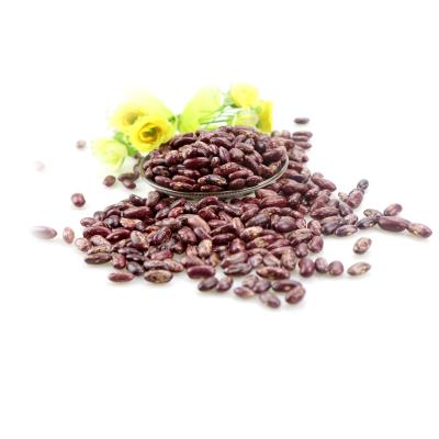 China 2021 Dry Chinese Organic Purple Red Spotted Dwarf Bean Lower Price for sale