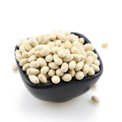 China White Japanese Type Dry White Bean Lima New Culture Dwarf Bean Beans for sale