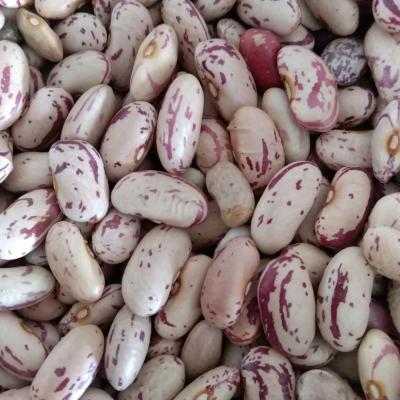 China China Wholesale Light Dwarf Beans (LSKB) Sugar Beans Dry Spotted Pinto Beans Price for sale