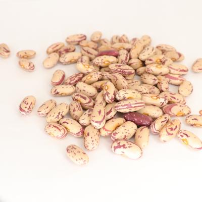 China Dried Chinese Light Spotted Kidney Beans Sugar Beans Pinto Beans For Sale for sale