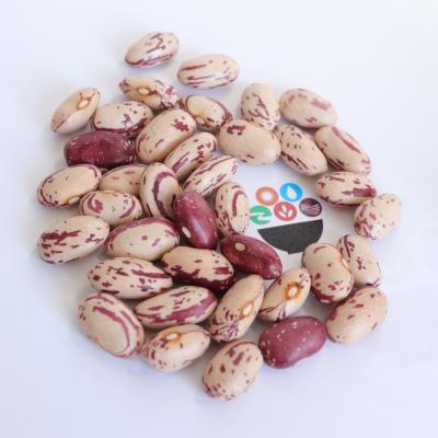 China 97% Purity Dry Light Spotted Kidney Beans Sweet Beans Pinto Beans for sale