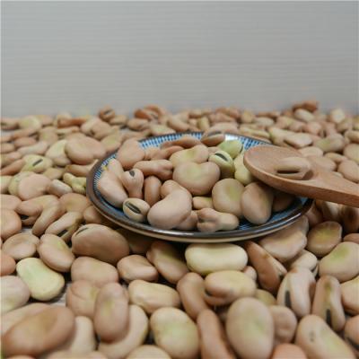 China High Quality Dry Broad Bean Dry Bean Price for sale