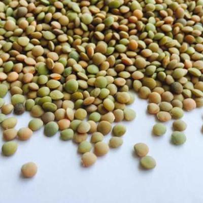 China Export / Dried Green Lentils HPS Quality Dried Green Lentils for sale