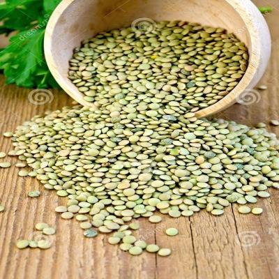 China High Quality New Crop Dried Green Lentils for sale