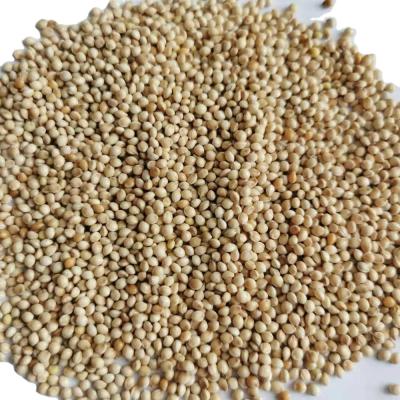 China Dried white broom corn millet for planting seed and bird feed for sale