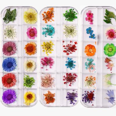 China Nail Art Beauty Top Selling Mini Dry Nail Art Decoration Mixed Colors Natural Pressed Flower Flower for sale