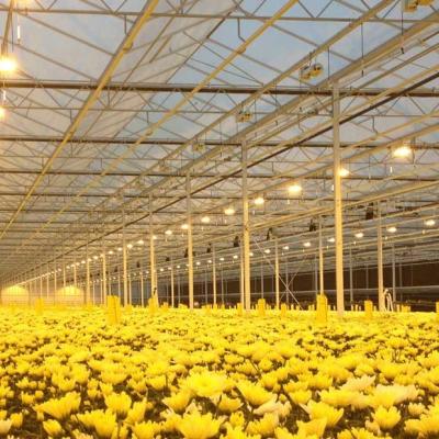 China Application Light Deprivation Easily Assembled Multi Span Commerical Venlo Blackout Greenhouse For Sale for sale