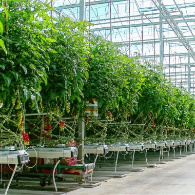 China Temperature Control Multi-Span Poly Film System Hydroponic Greenhouse For Vegetables And Herbs for sale