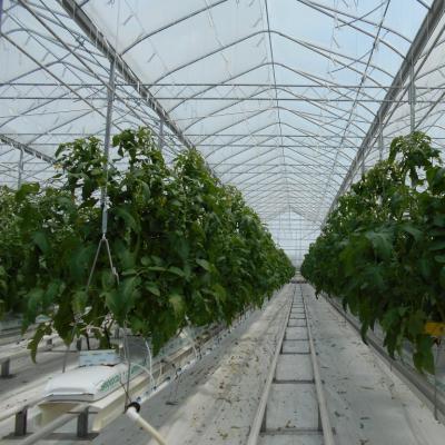 China Temperature Control Plant Sale PC Sheet System Hydroponic Greenhouse For Commercial Growing Lettuce, Grass for sale