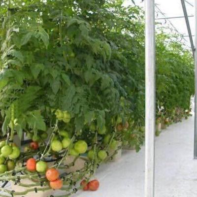 China Temperature Control Growing Plant Manufacturing Tomato Greenhouse Hydroponics System For Any Plants for sale