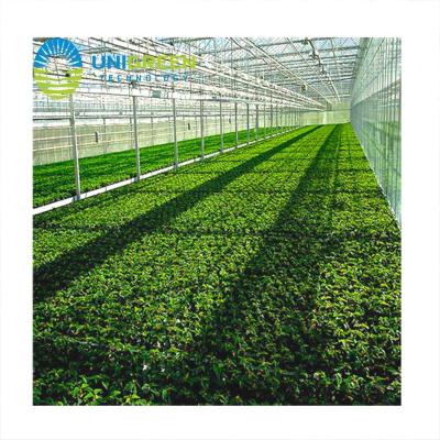 China Vegetable Fruit Flowers Planting Plastic Sheet Tunnel Greenhouse Aquaponics Hot Selling Chinese Multi-span Greenhouses For Garden And Agriculture for sale