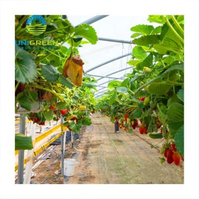 China Vegetable Fruit Flowers Planting Hot Sale Multi-span Cultivating Mushroom Greenhouse Build Greenhouse Film With Hydroponic Growing System for sale