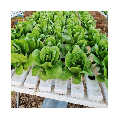 China Hot Selling Nft NFT Channels Fruits Vegetable Flowers Hydroponics Hydroponic System PVC Horizontal Channel Growing Systems for sale