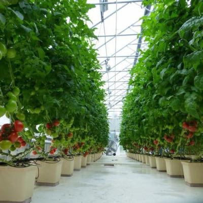 China Eco - Friendly Hydroponic Dutch Buckets System For Lettuce Pepper Tomato Cucumber Melon for sale