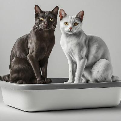 China Caja de plástico para gatitos, caja para perros. en venta