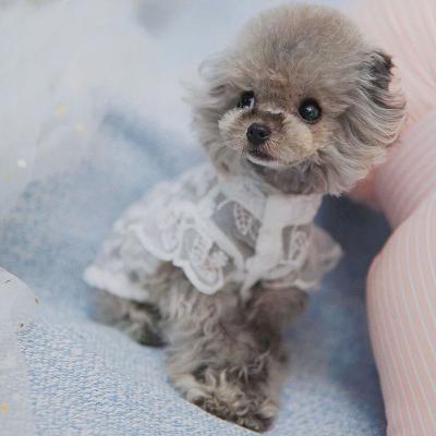 China Stocked Breathable Dog Cat Sun Protection Skirt Wholesale Lace Skirt Pet Sunscreen Summer Pet Clothes for sale