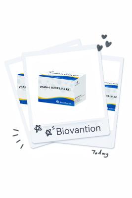 中国 VCAM-1 RUO Elisa Kit 人体血管内皮細胞粘着分子 1 販売のため