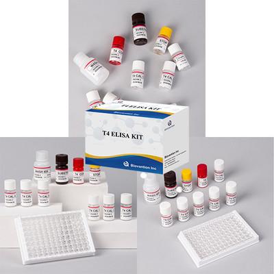 China Commonly Used Thyroid Hormone Test T4 Triiodothyronine ELISA TEST KIT for sale