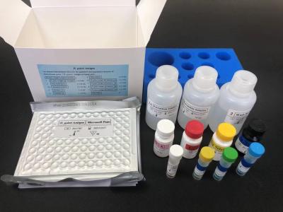 China Helicobacter HP-antilichaam IgG ELISA Kit H.Pylori IgG Te koop