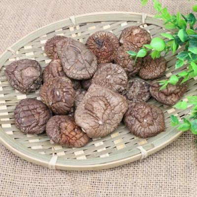 China Hot Sale Dry Fresh Mushroom Spores For Sale Shiitake Mushroom Spores for sale