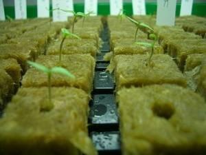 中国 農業のHydroponic stonewoolの立方体 販売のため