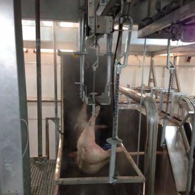 China meat processing pig slaughter machine for pig slaughterhouse for sale