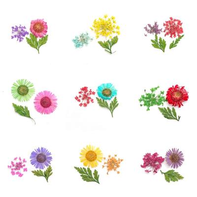 China Eco-Friendly / Easy Apply Wholesale 15 Colors Nail Art Decoration Natural Real Dry Dried Flowers for sale