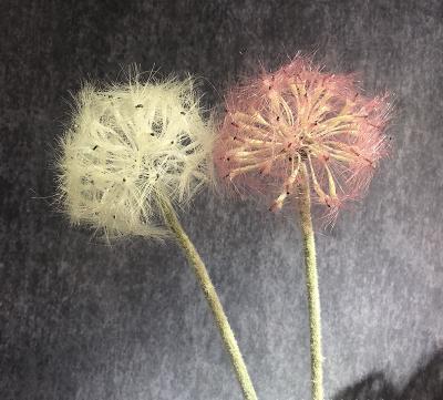 China YD002 Silk Artificial Dandelion Flowers Beautiful Faux Dandelion Flowers For Home Decoration for sale