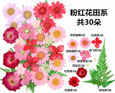 China Amazone Dried Flowe DP001 Hot Selling Natural Dry Flowers For Resin Dry Flowers For Candles Jewelry for sale