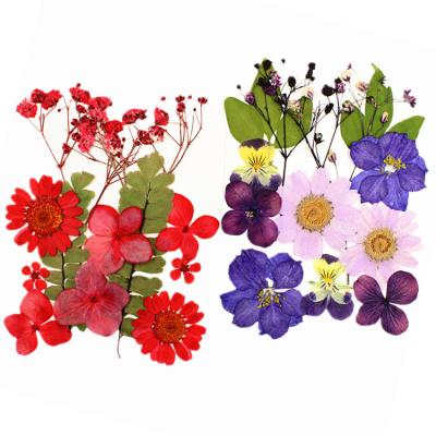 China Wholesale A-YH007 Eco-friendly Cheap Mixed Dried Pressed Dry Grass Flower Openers Natura Real Dried Pressed Art Flowers For DIY for sale