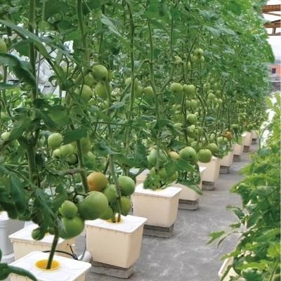 China Hidroponía holandesa en cubo para el cultivo de cultivos agrícolas en invernadero en venta