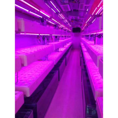 China Smart Grow Hydroponic Vertikaler Anbausystem Versand Container Farm Gewächshaus zu verkaufen