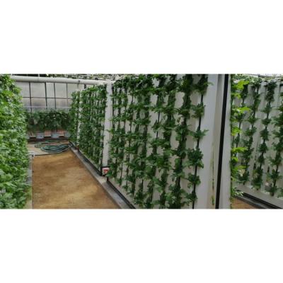 China Sistemas de cultivo hidropónico en interiores Sistema hidropónico vertical en el hogar en venta